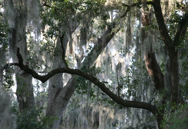 Savannah Georgia