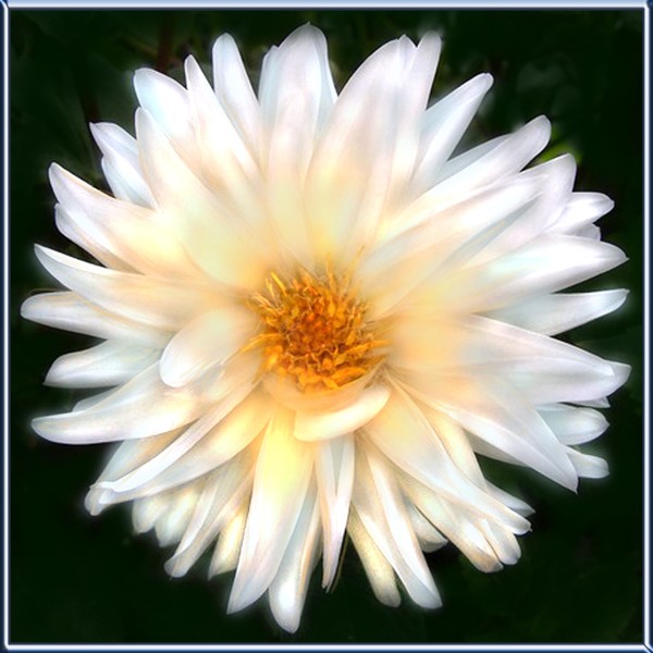 THE WHITE DAHLIA OF AUGUST