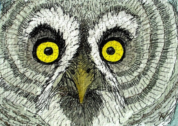 Great Gray Owl