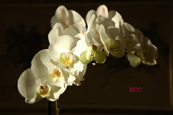 Purity