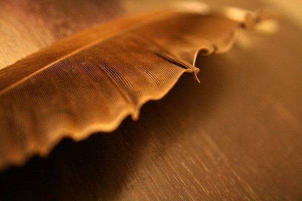 Feather