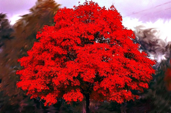 The trees in fall