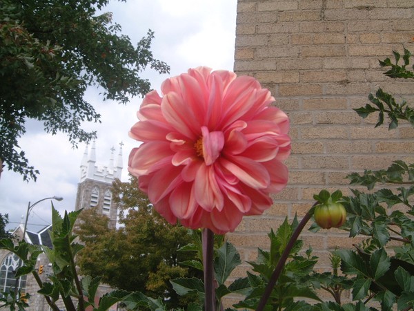 I bloom in the city