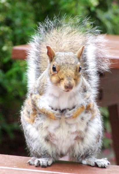 squirrel