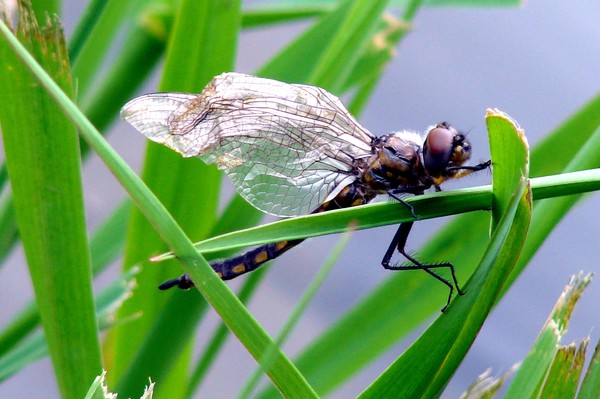 Dragon Fly