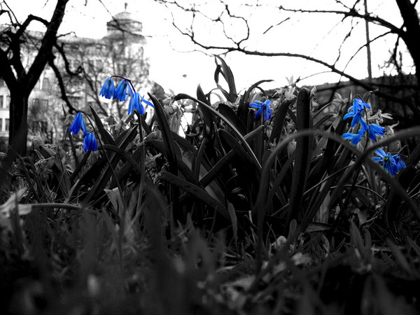 Blåblommor