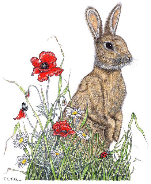 Rabbit with Poppies & Daisies