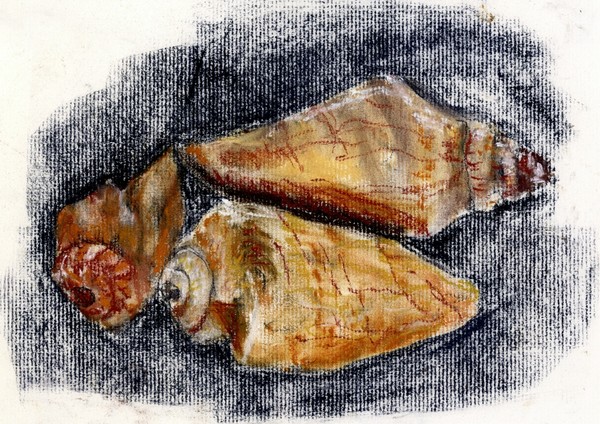 Three Shells
