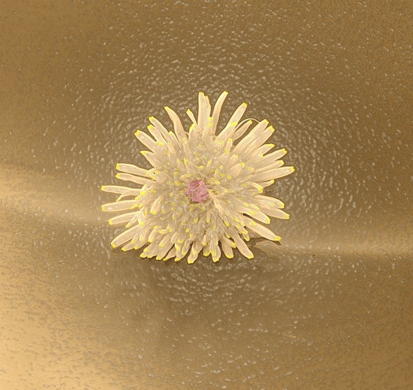 Beautiful Dandelion