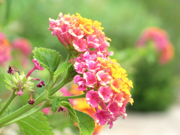 Orange Flower