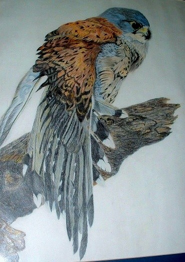 Kestrel