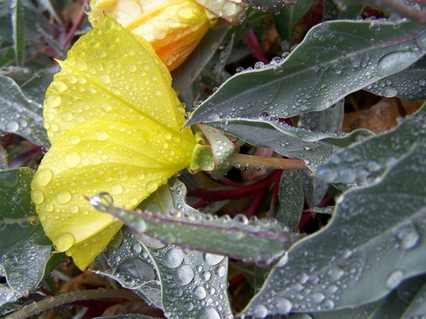 chilled plants