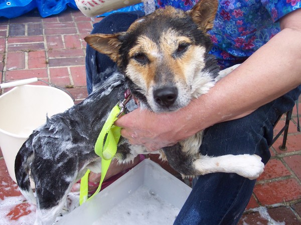 Sammy gets a Wash.