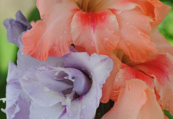 Dew-Kissed~~Glads