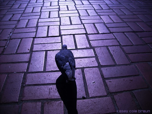 Birds 002