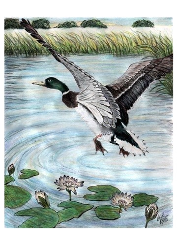mallard in flight