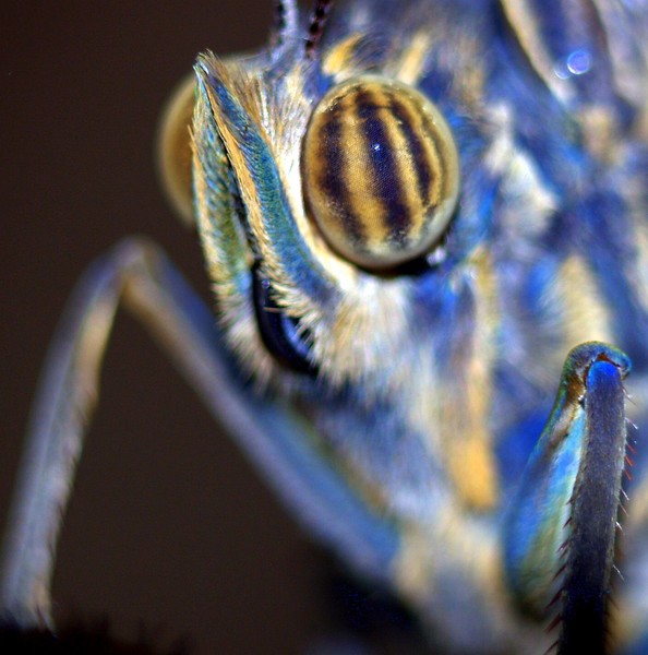 Bug Eye