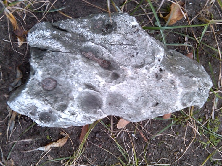 IMG01386-20101121-1341
