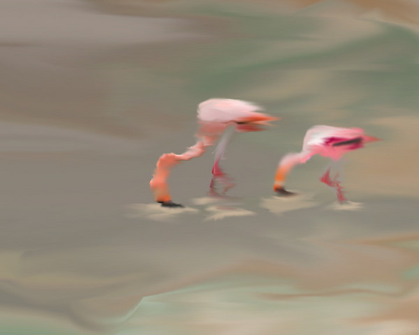 flamigos in water