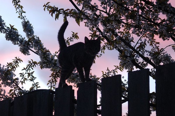 on the fence