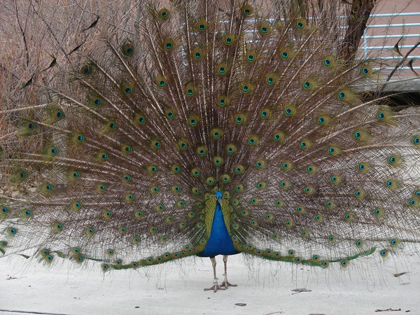 peacock