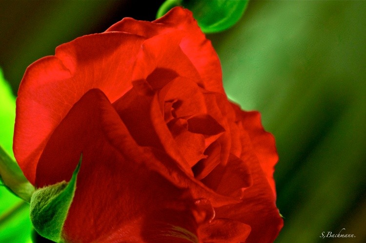 The reed rose !