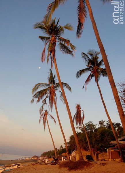the morning moon