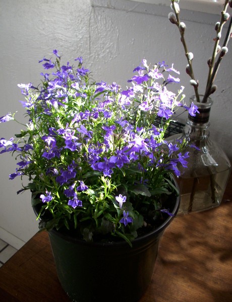 Sunlight on Lobelia