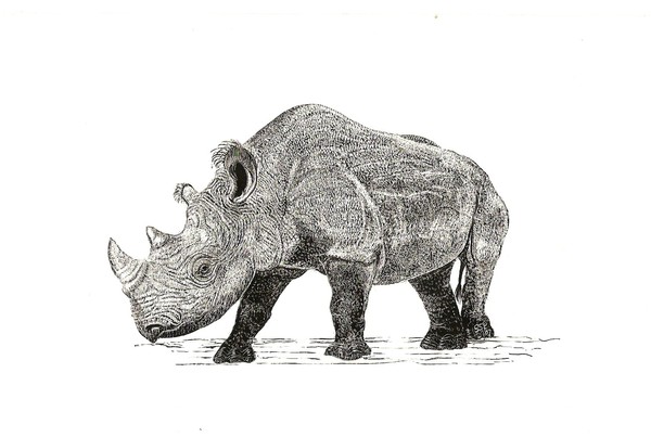 lone rhino