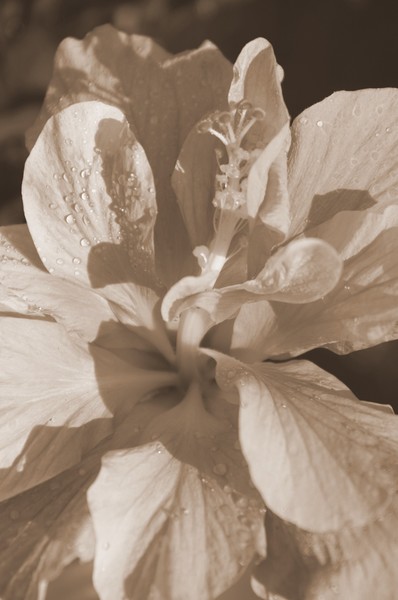 Hibiscus