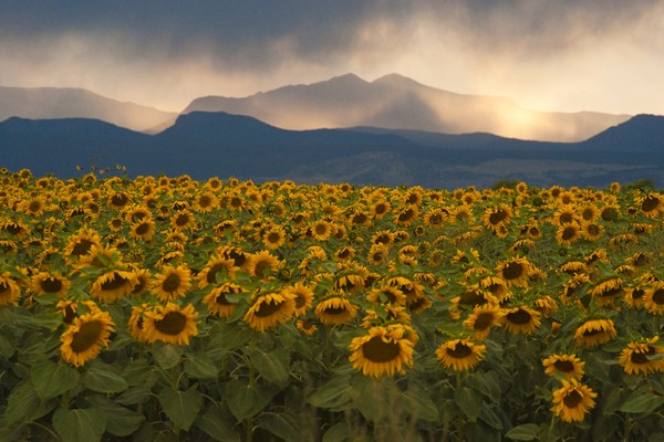 Sunflowers At Sunset