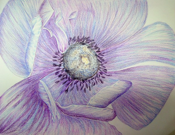 Purple Poppy