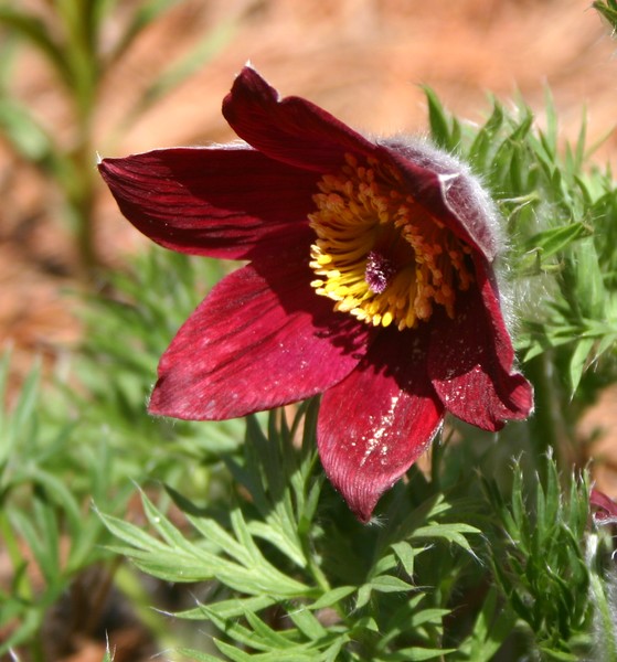 Pasque Flower