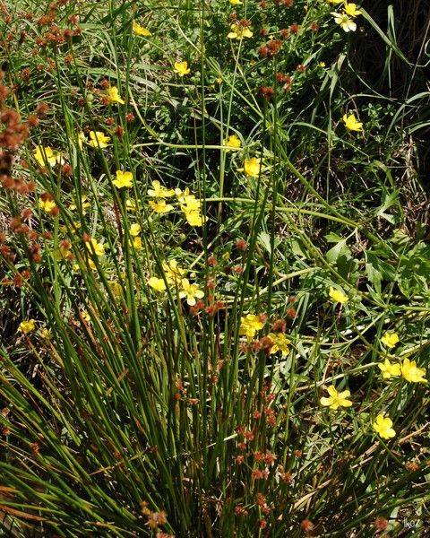 WILDFLOWERS - 3230