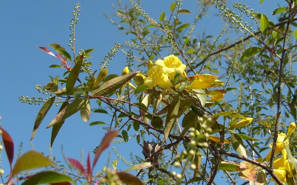 Yellow Jasimine blasts of color
