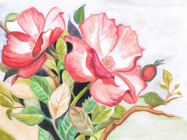 The roses