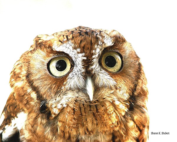 Big-Eyed Owl