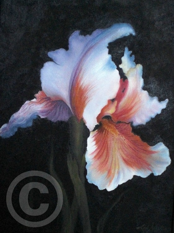 Award Iris