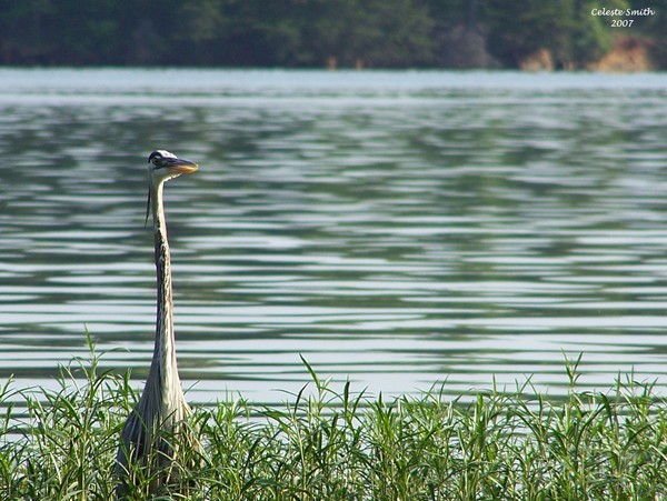 Longneck!
