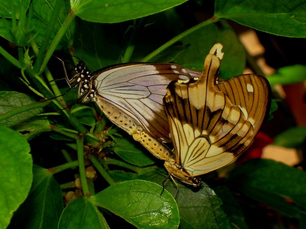 Graphic Butterfly Photos LOL