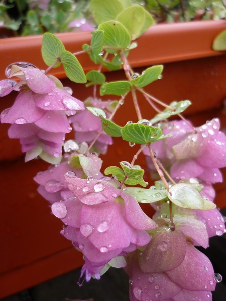 Hanging Flowers