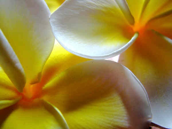 Frangipani's