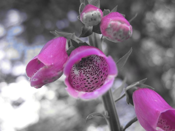 Foxgloves