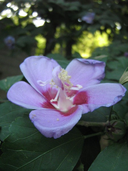 A real fairy inside flower