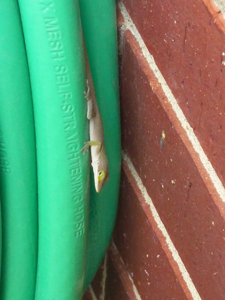 Anole And The Garden Hose Four