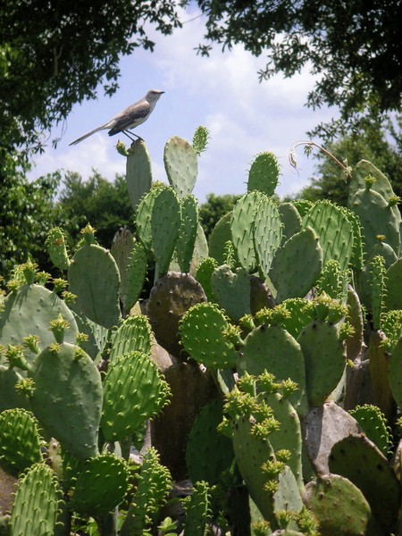 A Prickly Perch