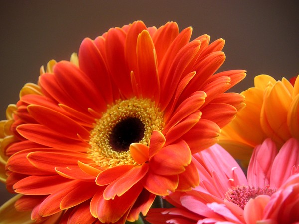 Daisies - Luminous