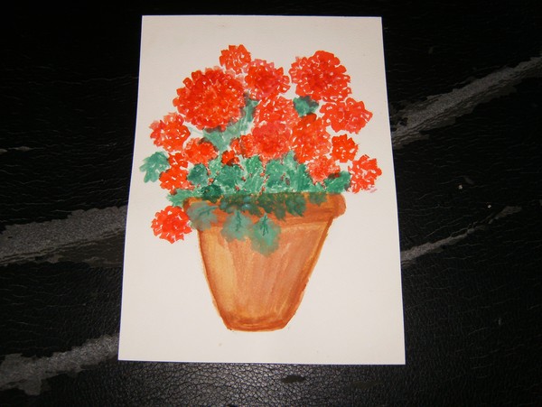 Potted Geraniums