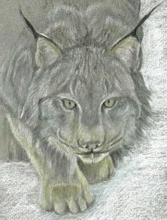 Lynx