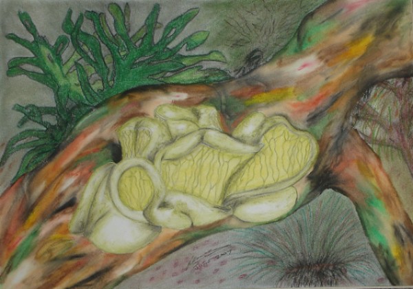 Life In Forest